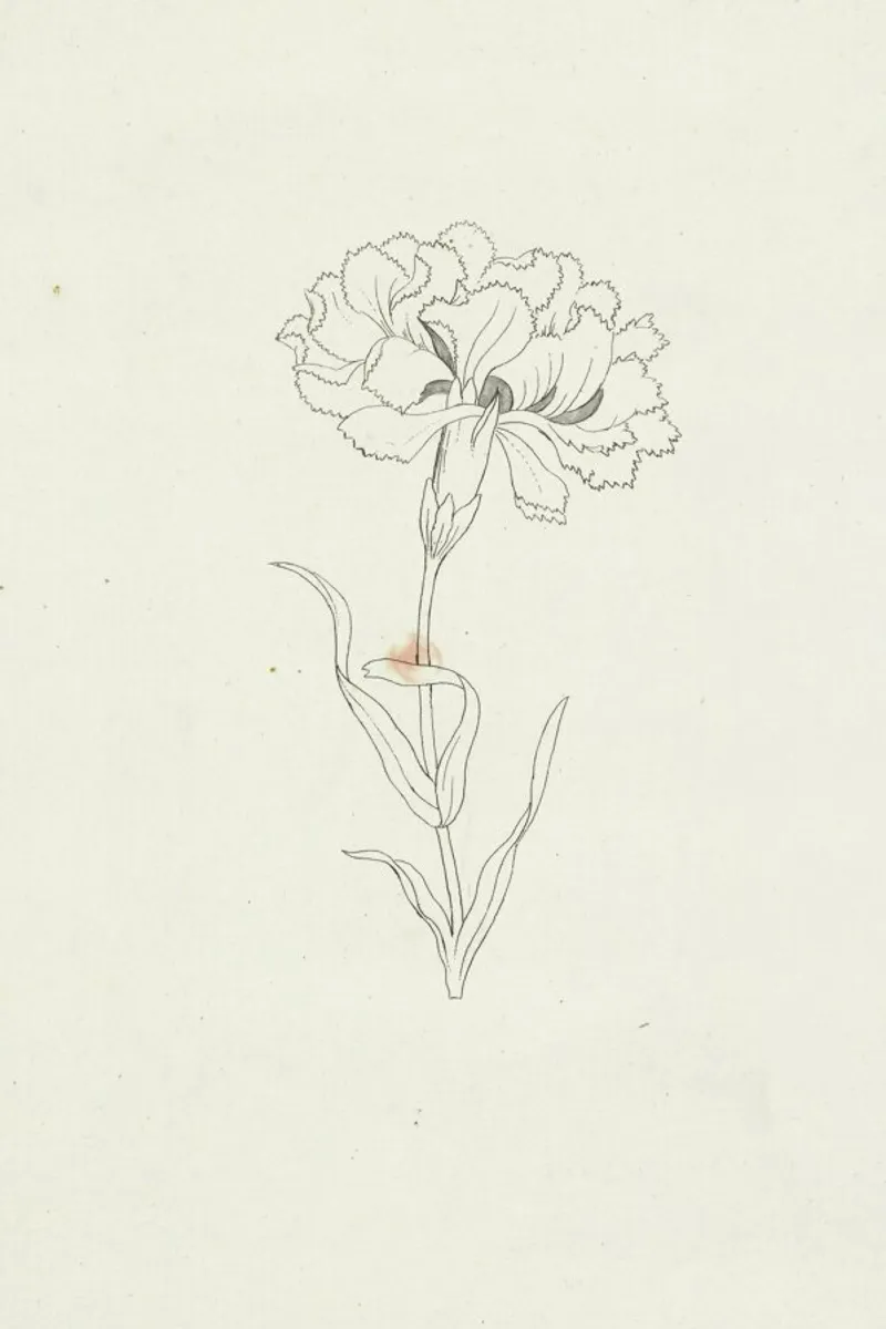 Flower, 18th century poster con telaio in alluminio da Artokoloro Quint Lox Ltd