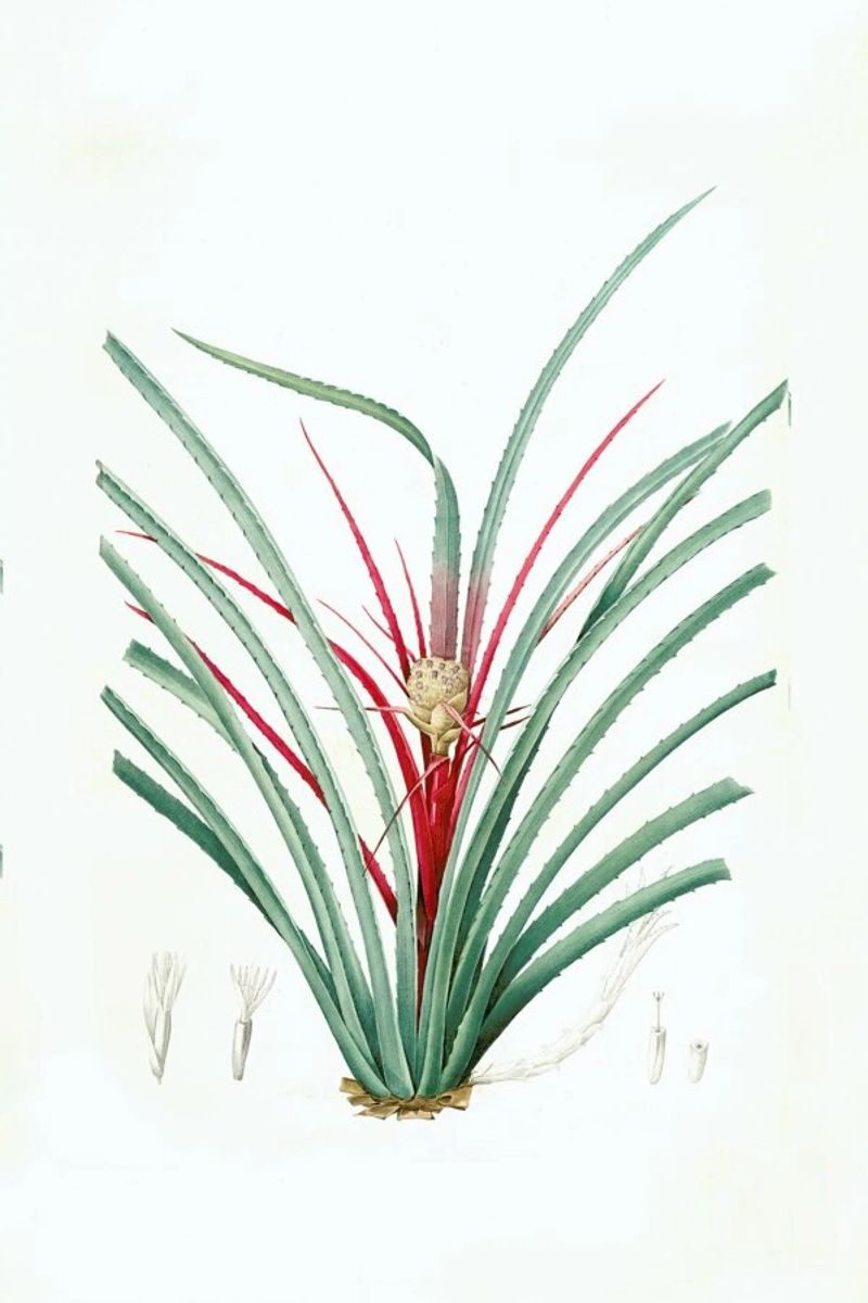 Bromella Karatas, Karatas Plumieri, Ananas karatas -Pierre Joseph pellicola backlit da Artokoloro Quint Lox Ltd