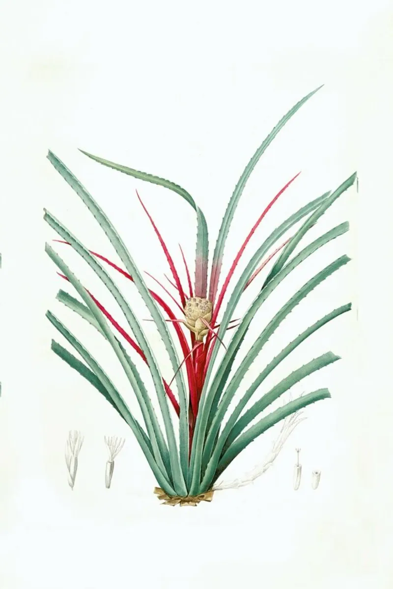 Bromella Karatas, Karatas Plumieri, Ananas karatas -Pierre Joseph carta hahnemühle da Artokoloro Quint Lox Ltd