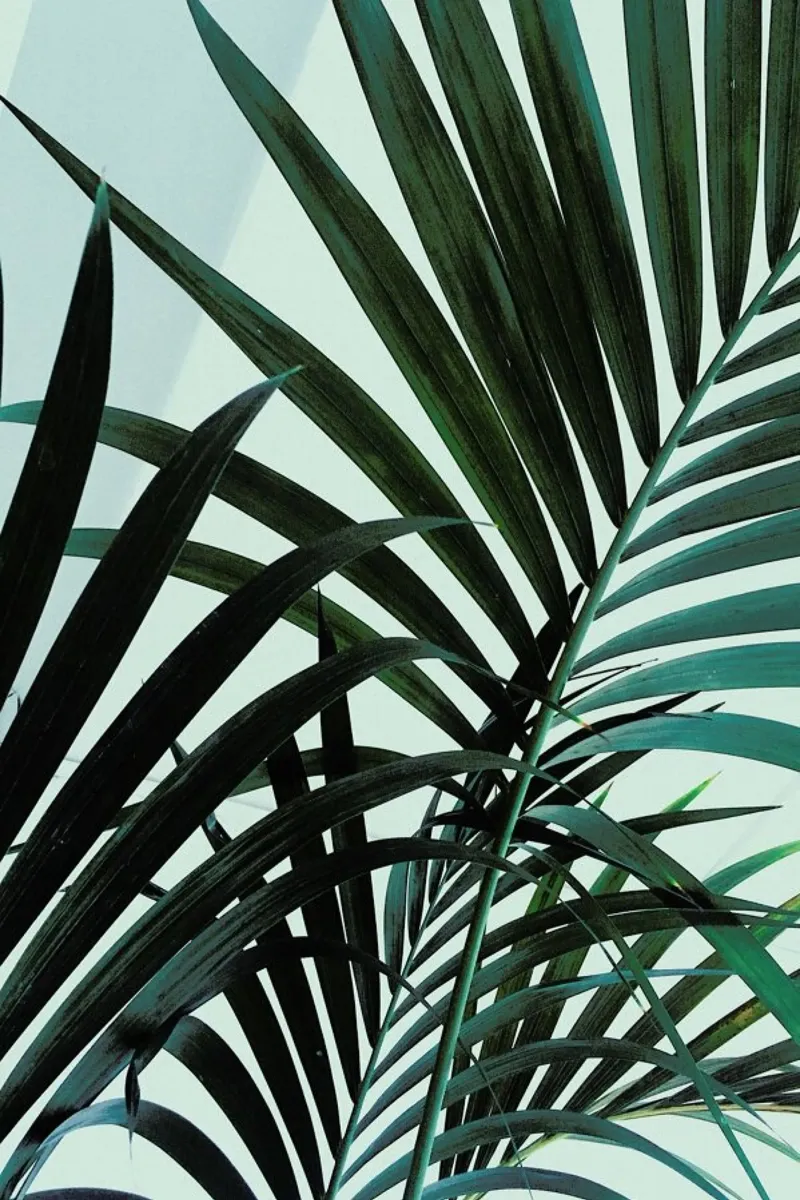 Palm Leaves poster con telaio in alluminio da Sebastian Hilgetag