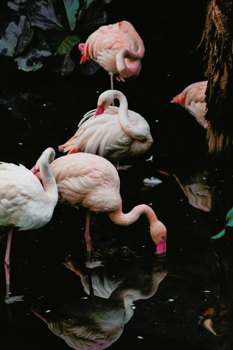 Pink Flamingos pellicola backlit da EyeEm Mobile GmbH