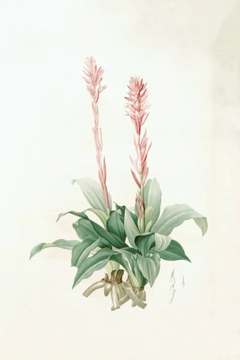 Neottia speciosa -Pierre Joseph pellicola backlit da Artokoloro Quint Lox Ltd