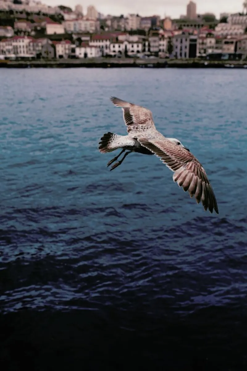 Seagull in Porto pellicola backlit da Sebastian Hilgetag