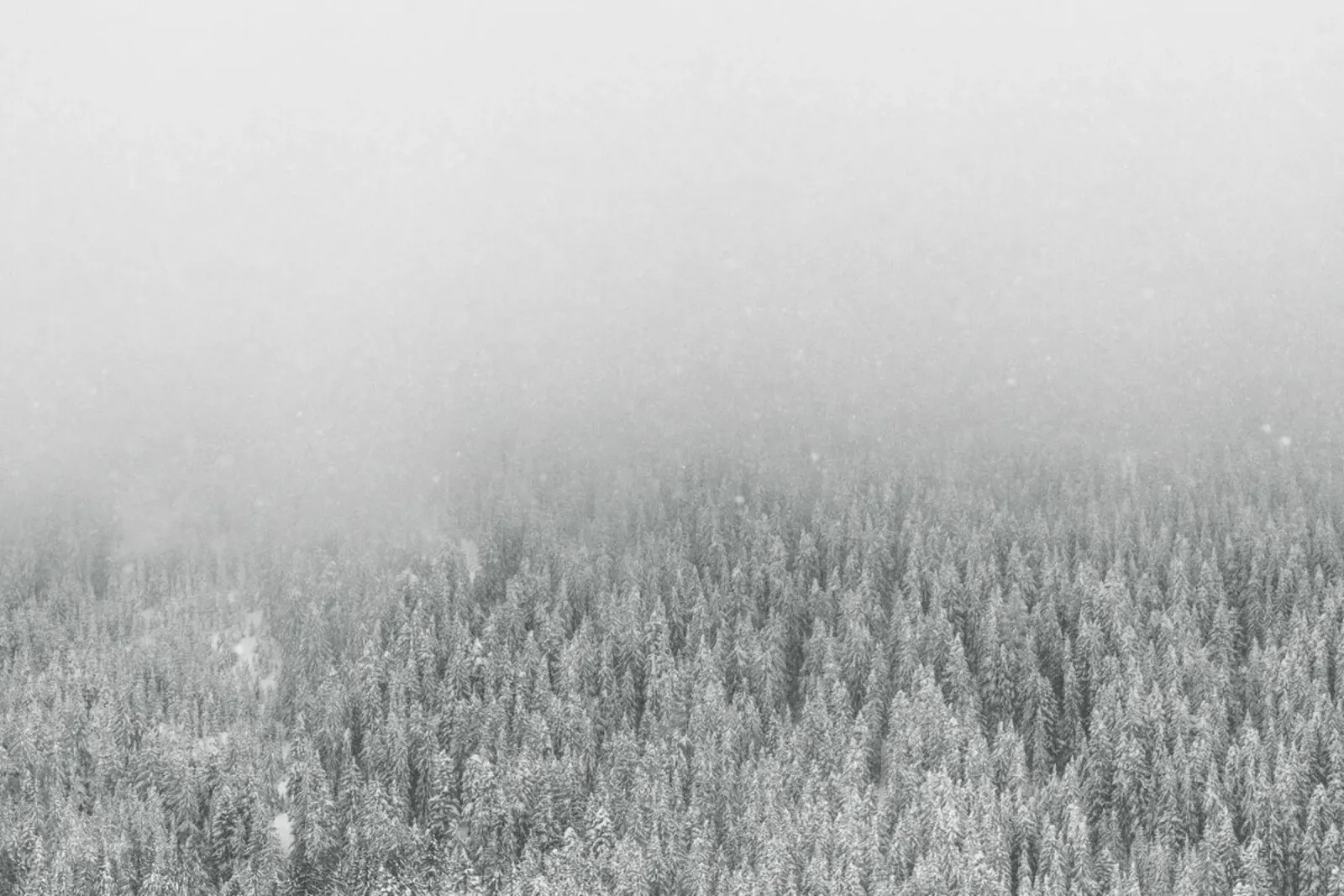 Snowy Day pellicola backlit da Nur Mut