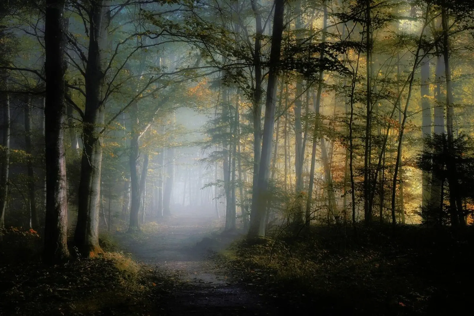 Autumn Symphony - Norbert Maier carta hahnemühle da Pictufy