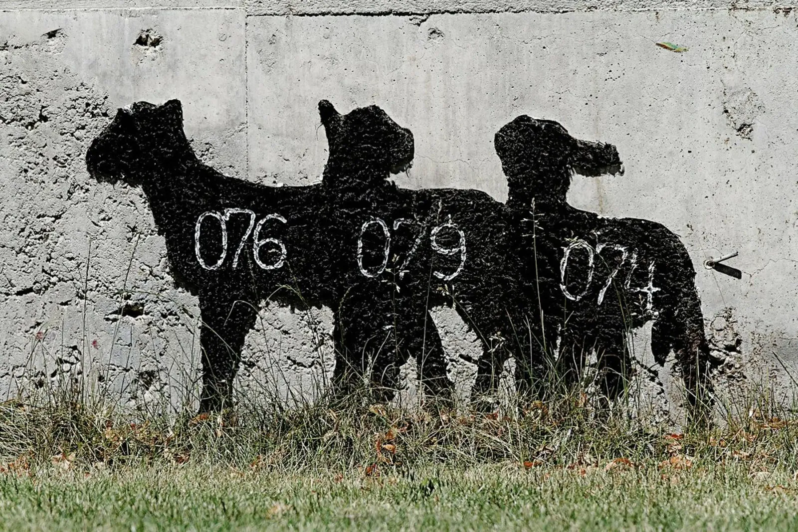 Sheep poster con telaio in alluminio da Michael Belhadi