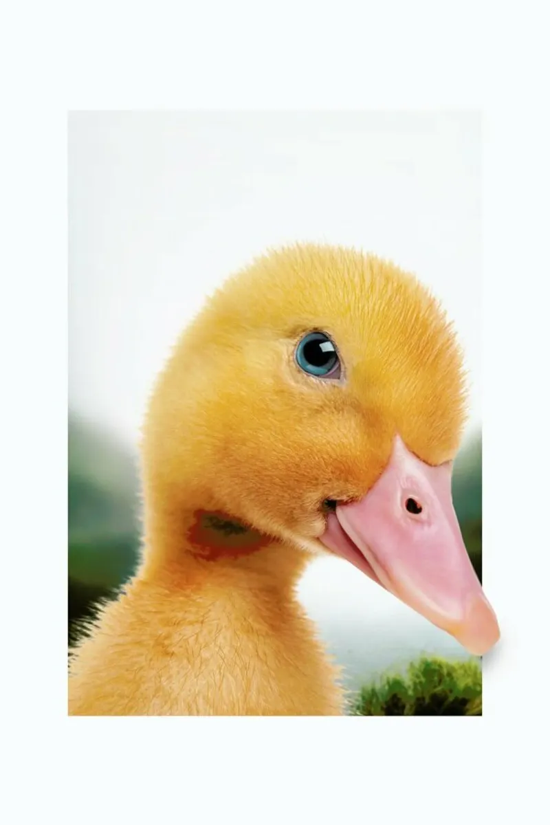 DUCKLING poster con telaio in plastica da JONAS LOOSE KIDS