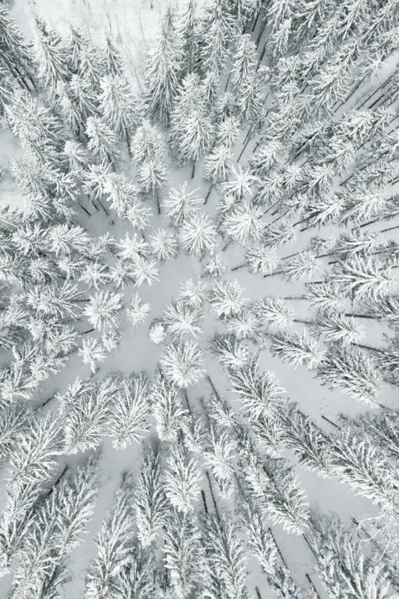Snowy Forests pellicola backlit da Studio Nahili