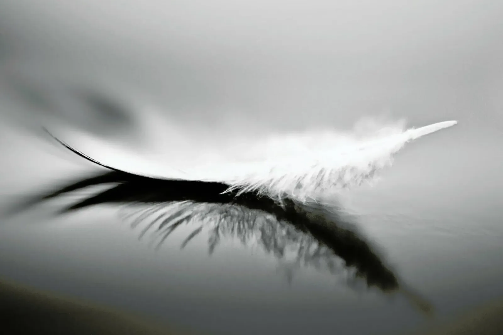 White - Olinda Coutinho canvas by Pictufy