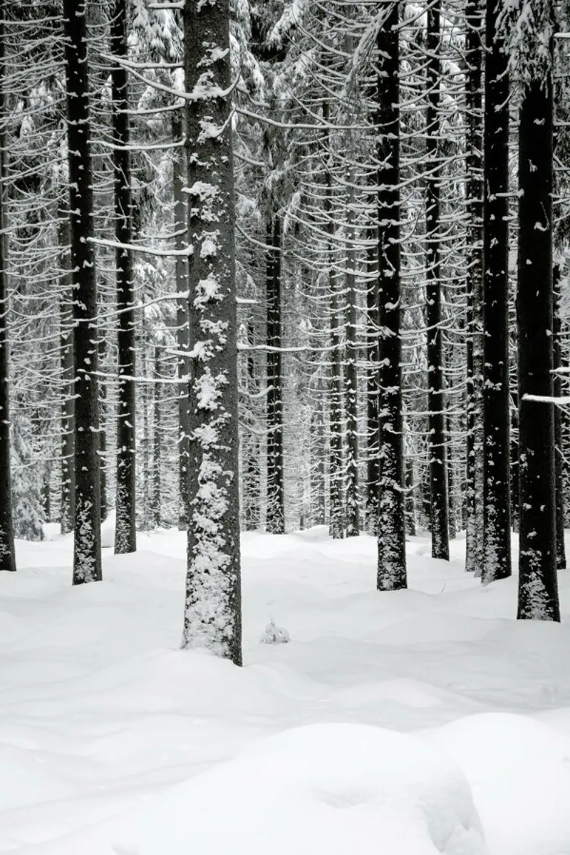 Deep Dark White Forest pellicola backlit da Studio Nahili