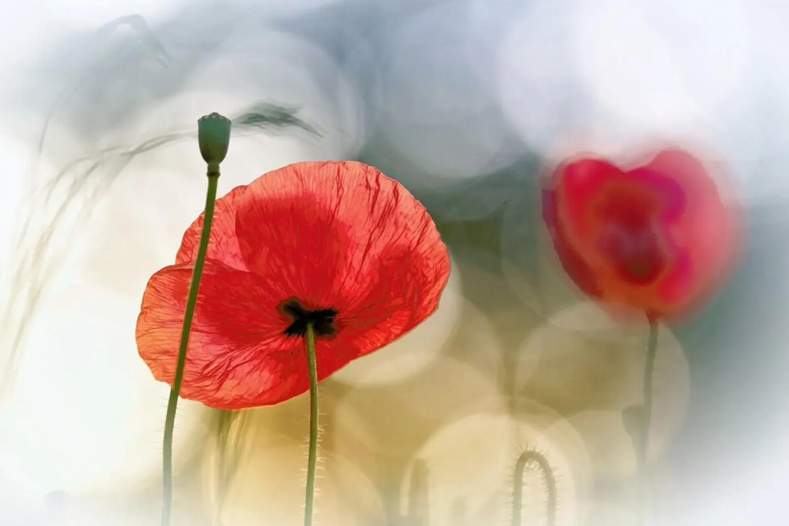 Morning Poppies - Steve Moore plexiglass da Pictufy