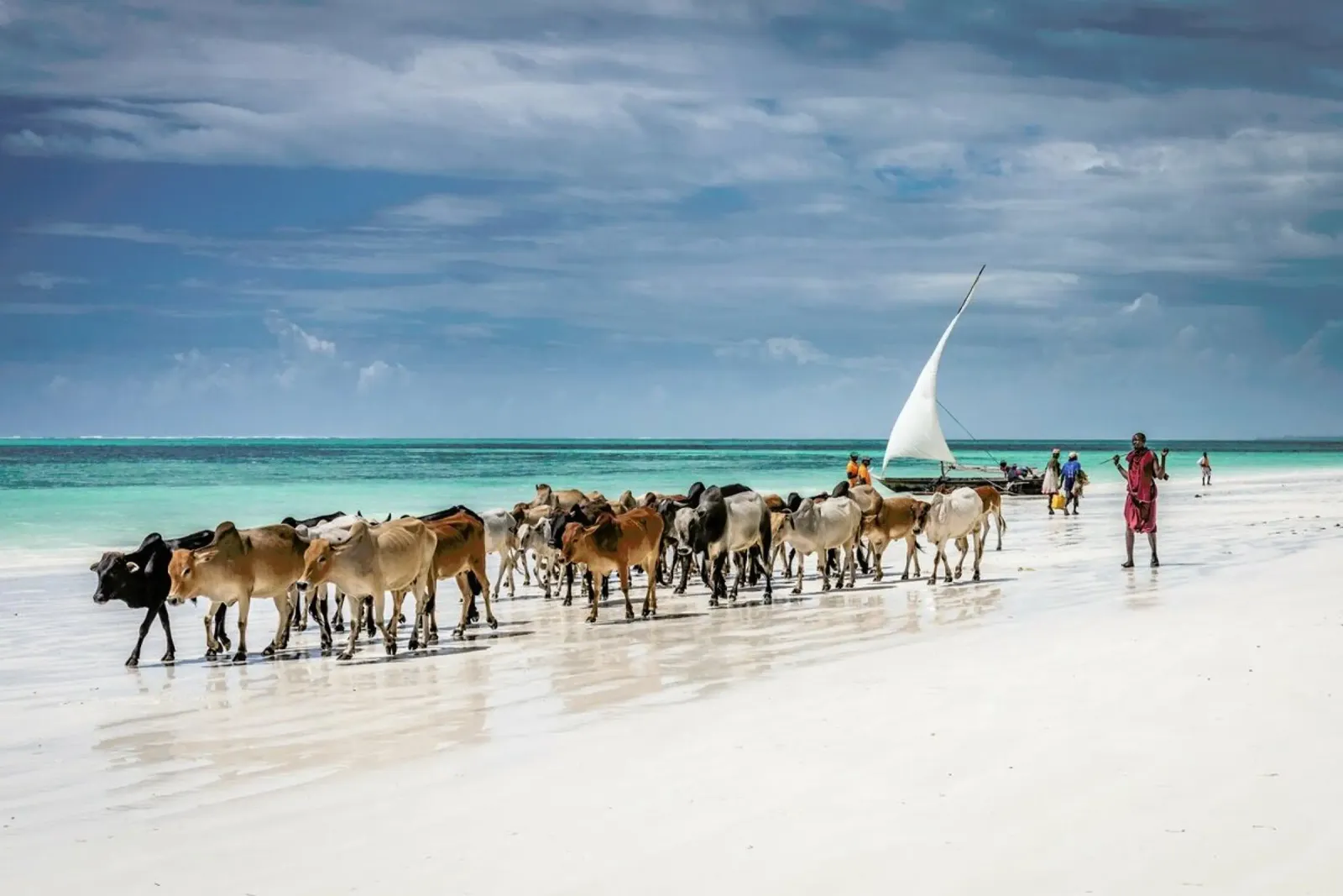 Masai Cattle on Zanzibar Beach carta hahnemühle da Pictufy