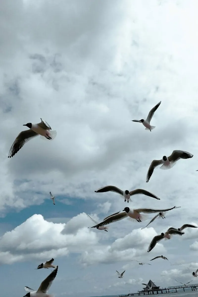 Gulls VII pellicola backlit da Sebastian Hilgetag