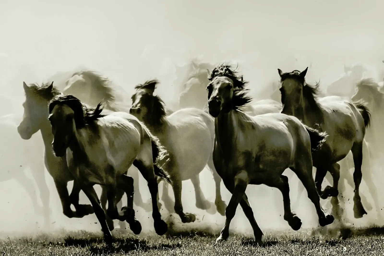 Horse - Heidi Bartsch canvas by Pictufy