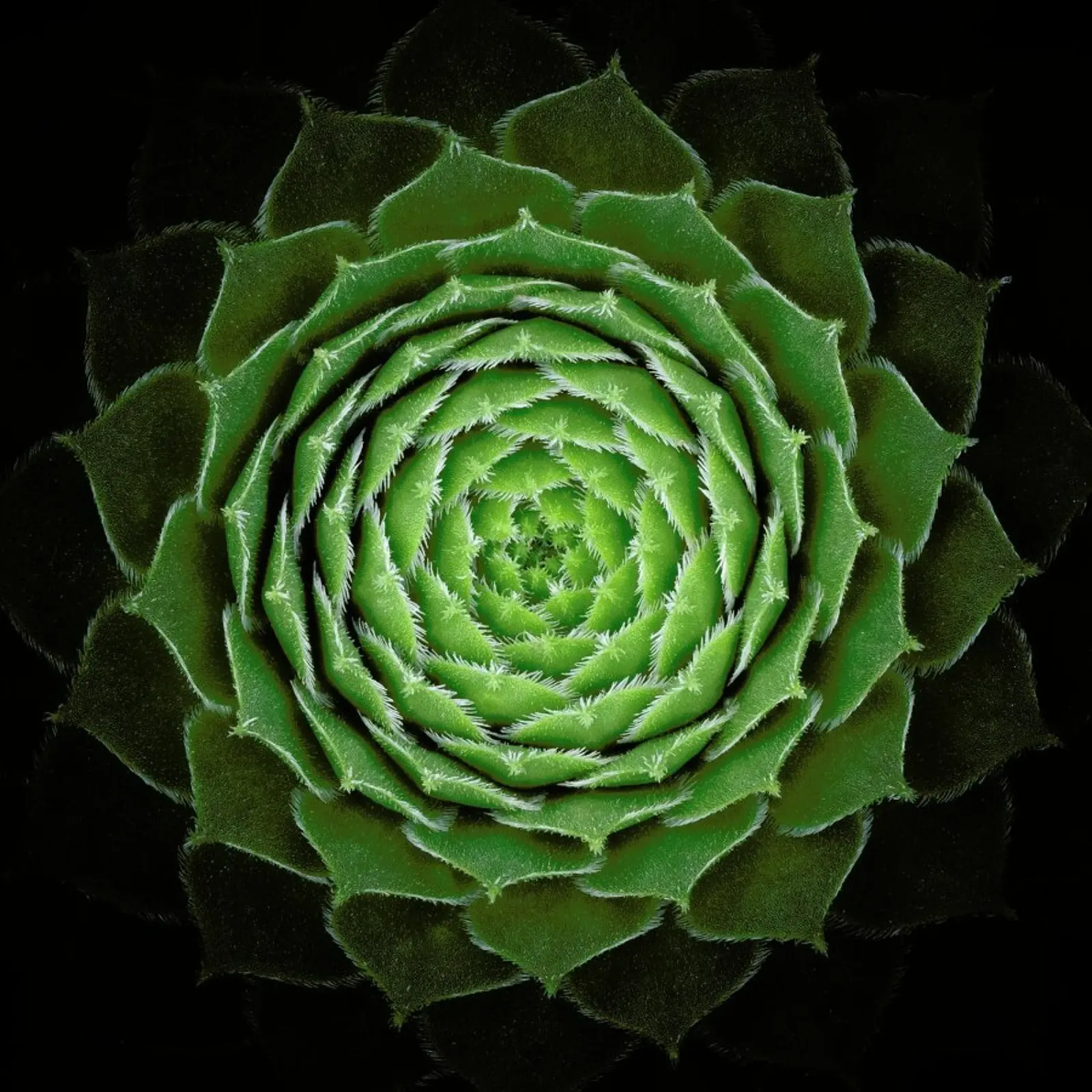 Succulent - Victor Mozqueda aluminio dibond de Pictufy