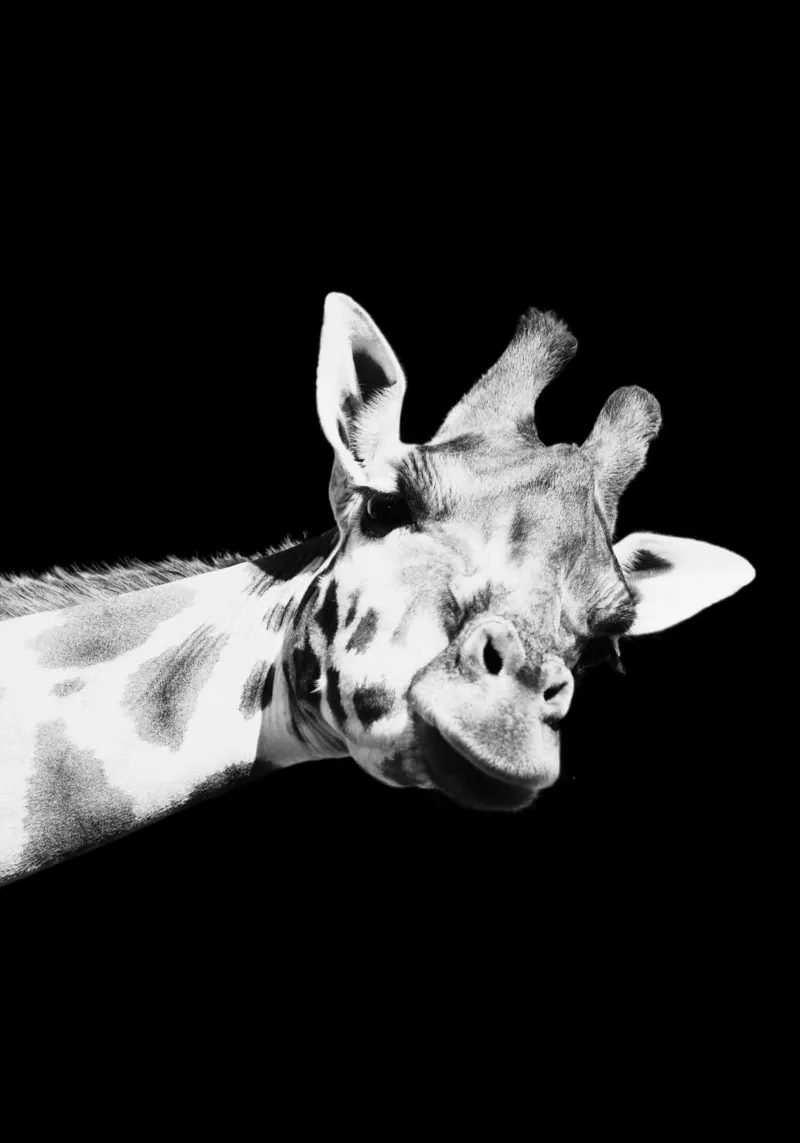 Giraffe plexiglass da DigiWunderwerk