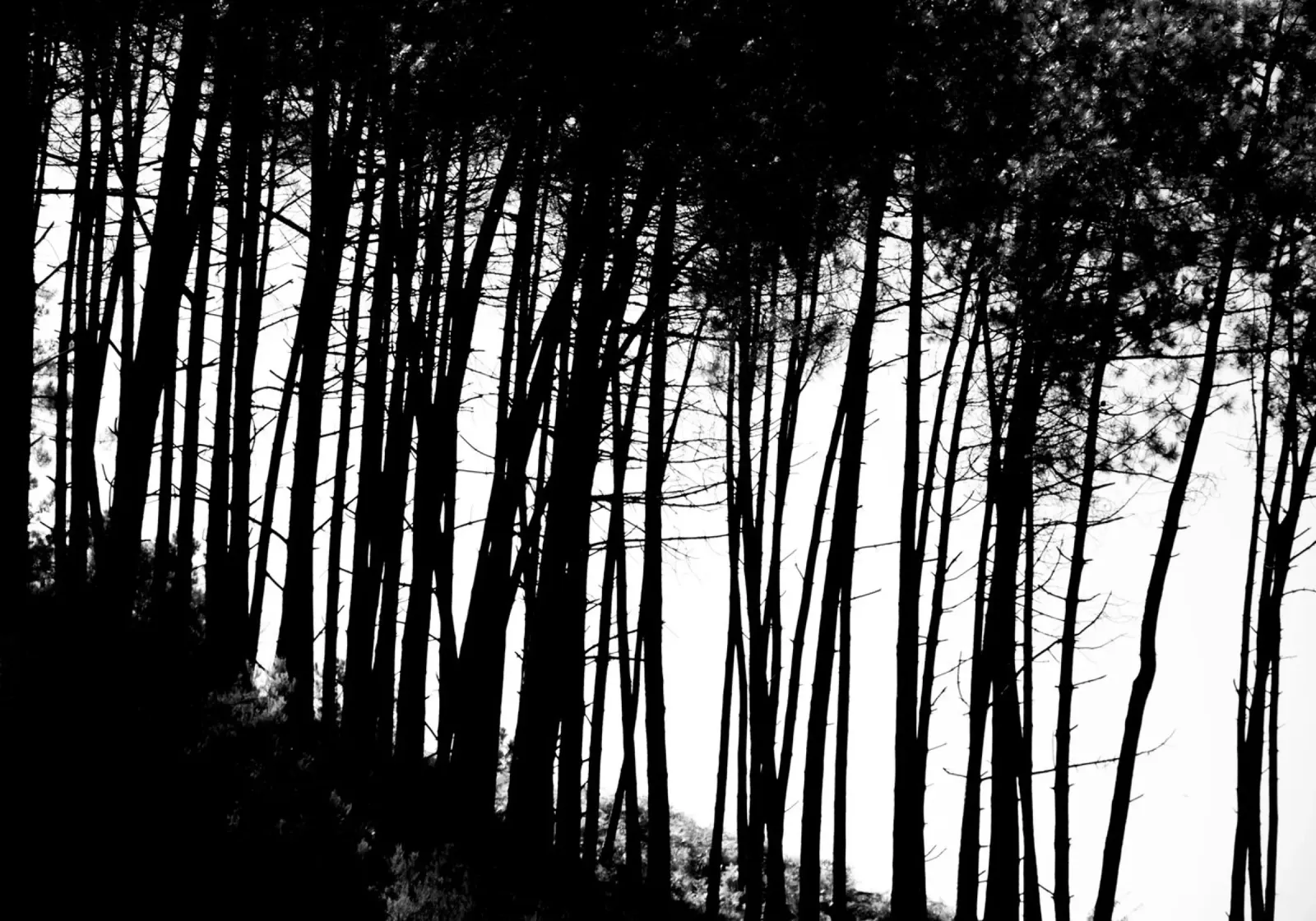 Bianco e nero carta hahnemühle da Teresa André