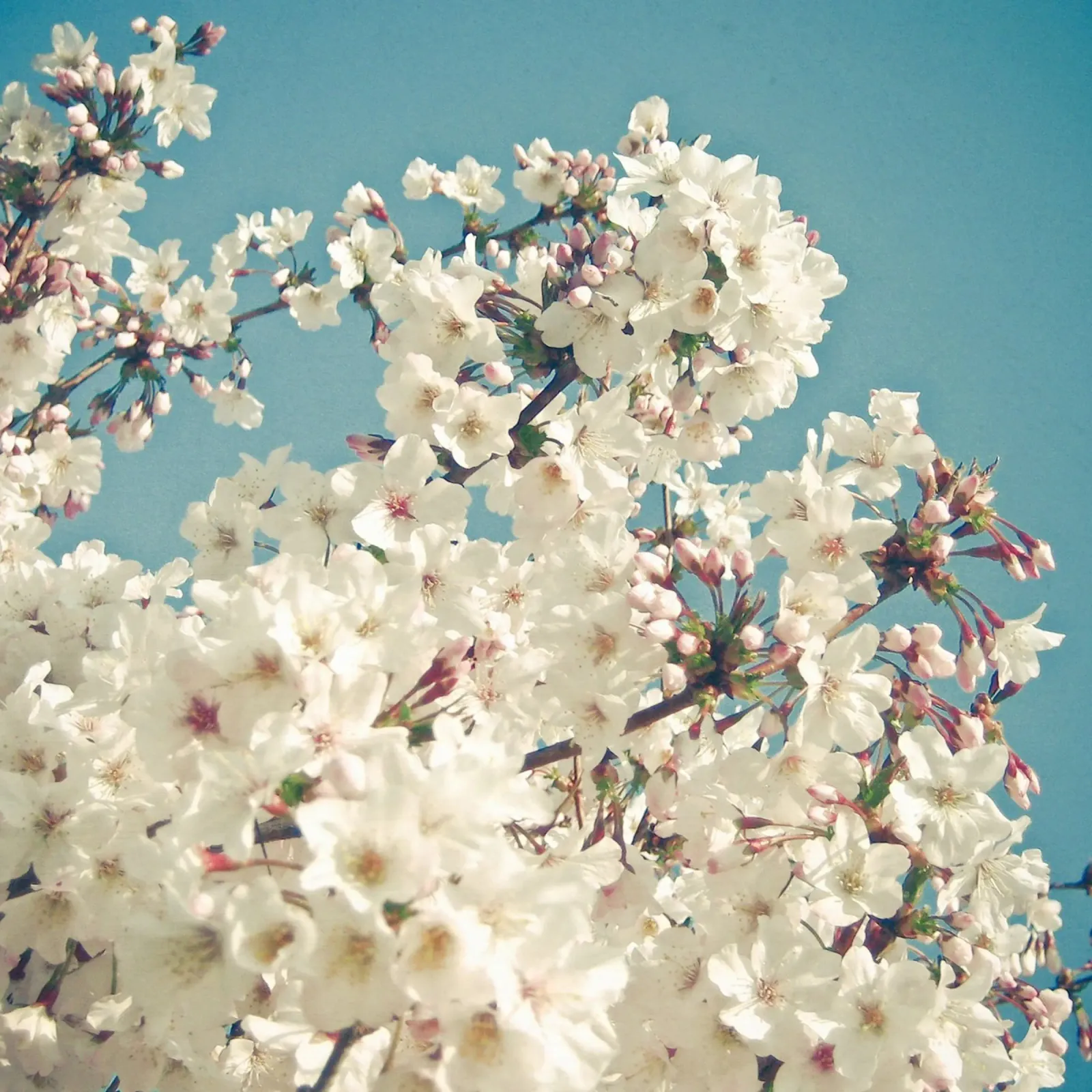 Germogli a maggio alluminio dibond da Cassia Beck Photography