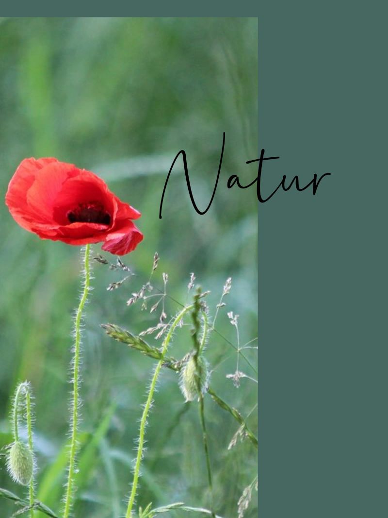 Mohn im Feld Poster von Kreativernetzt
