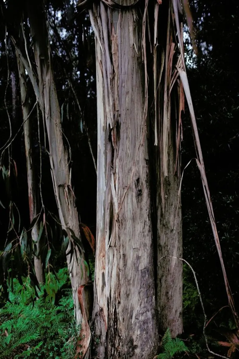 Woods in Portugal poster con telaio in plastica da Sebastian Hilgetag