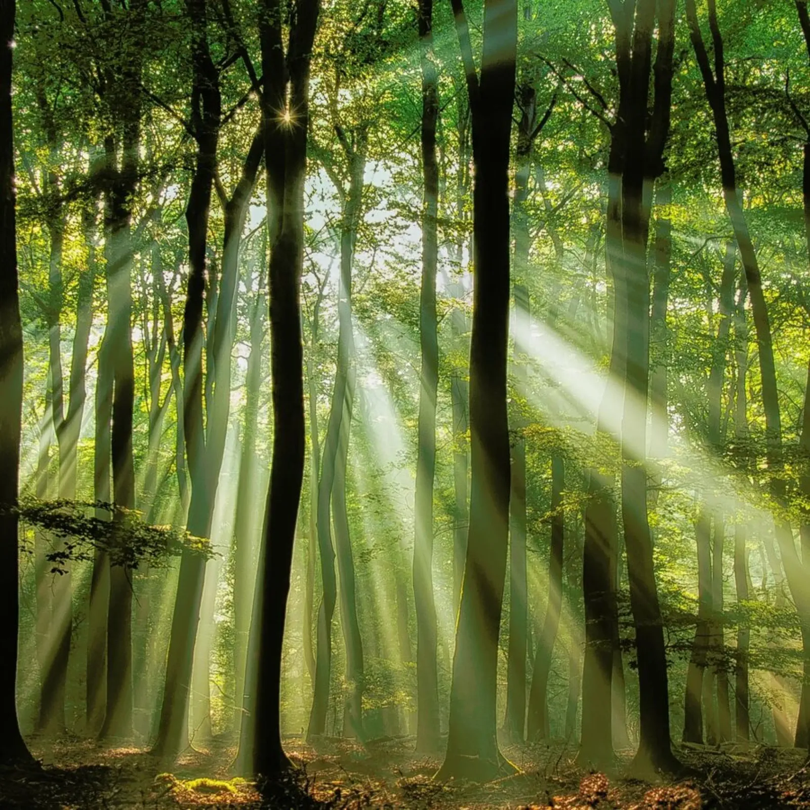 Sunny Start to the Day ........ - Piet Haaksma carta hahnemühle da Pictufy