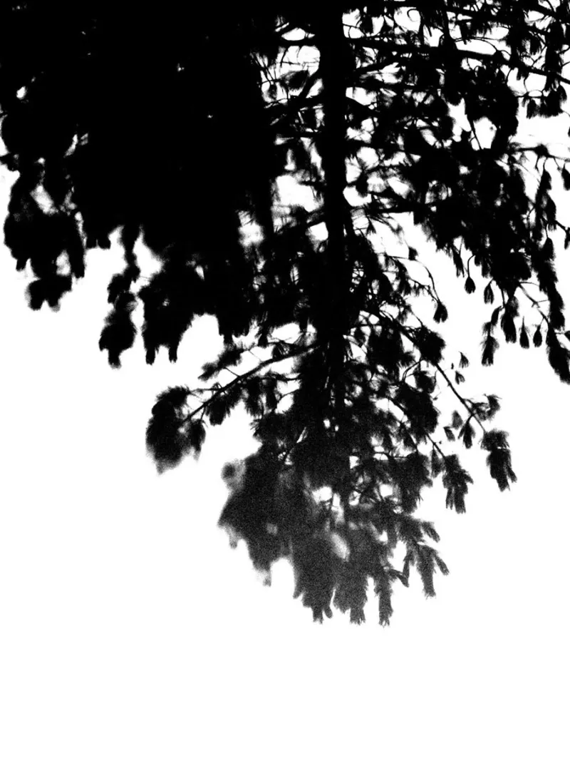 Baumwipfel schwarz-weiß pellicola backlit da Kreativernetzt