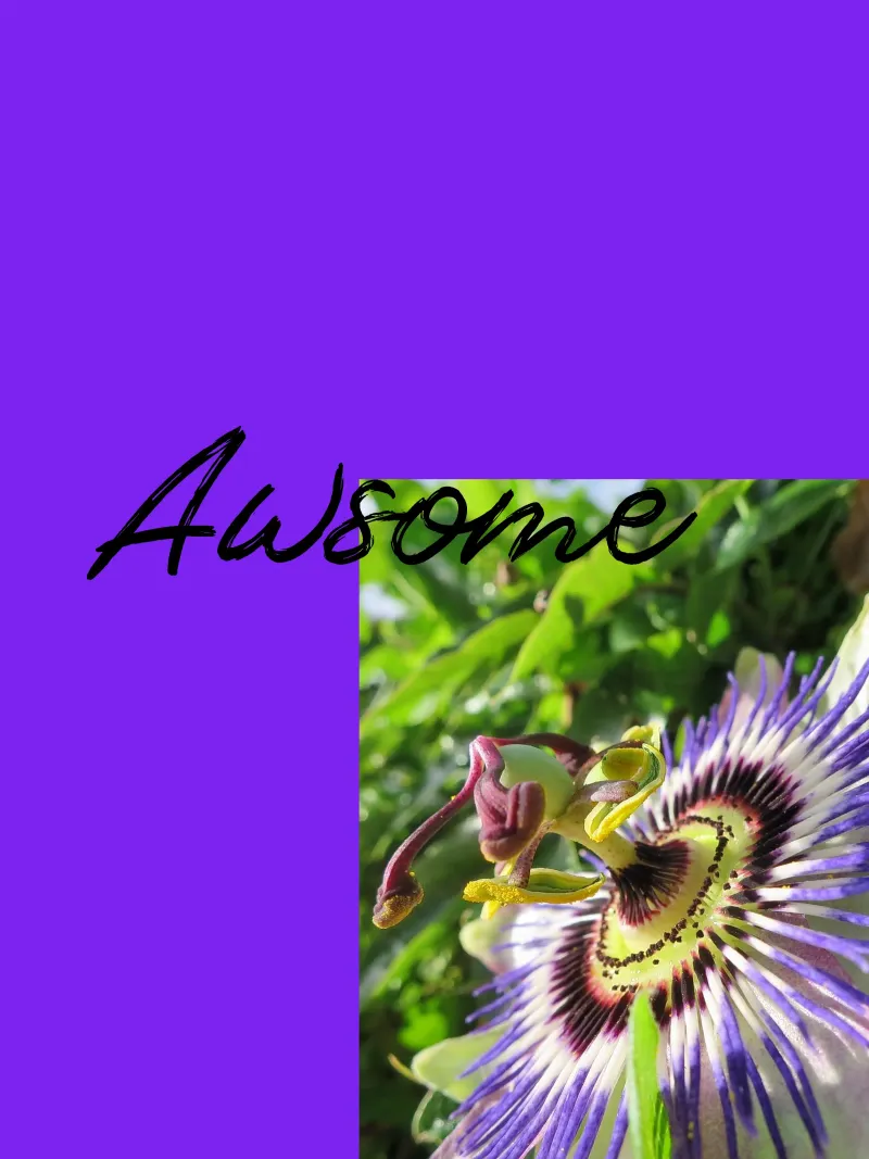 Passiflora pellicola backlit da Kreativernetzt