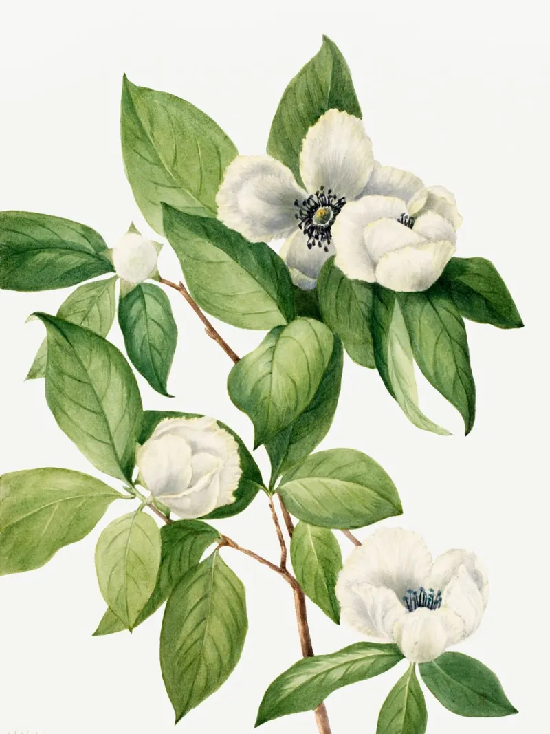 Mary Vaux Walcott - Virginia Stewartia 01 poster con telaio in plastica da Old Masters