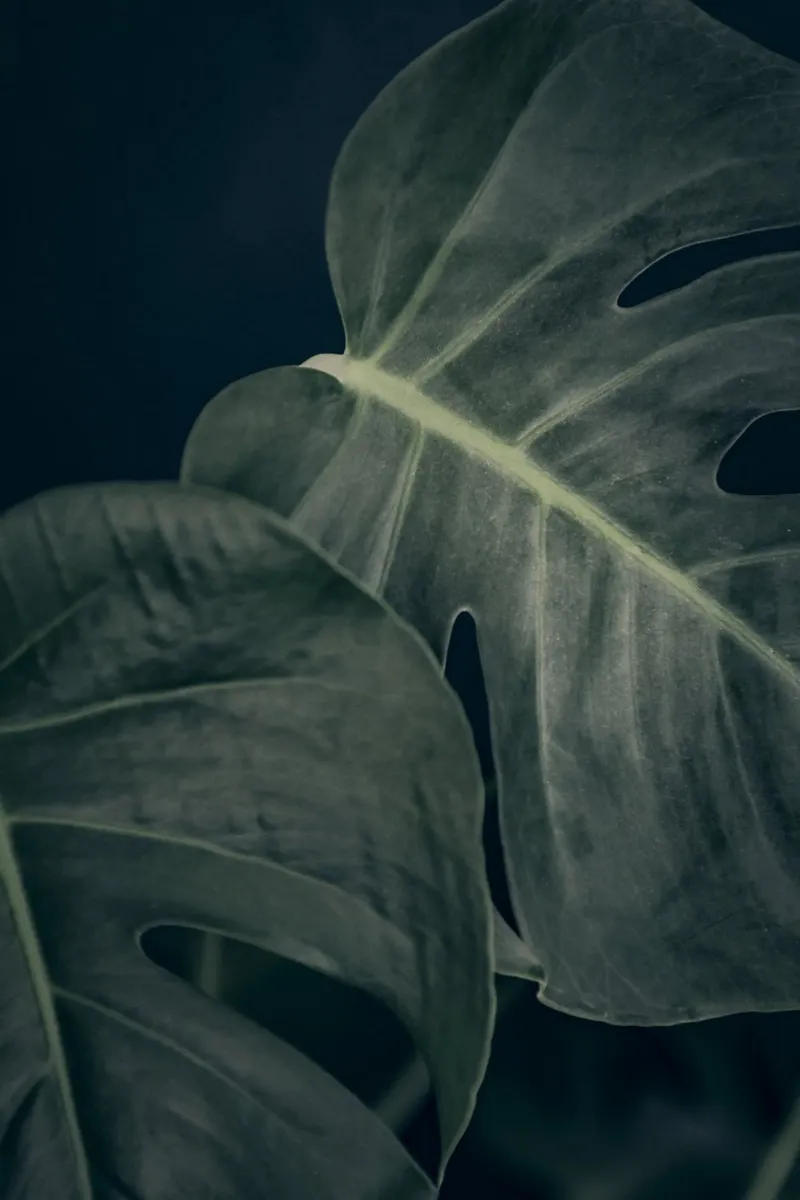 Moody Monstera 3 alluminio dibond da Klaus with K