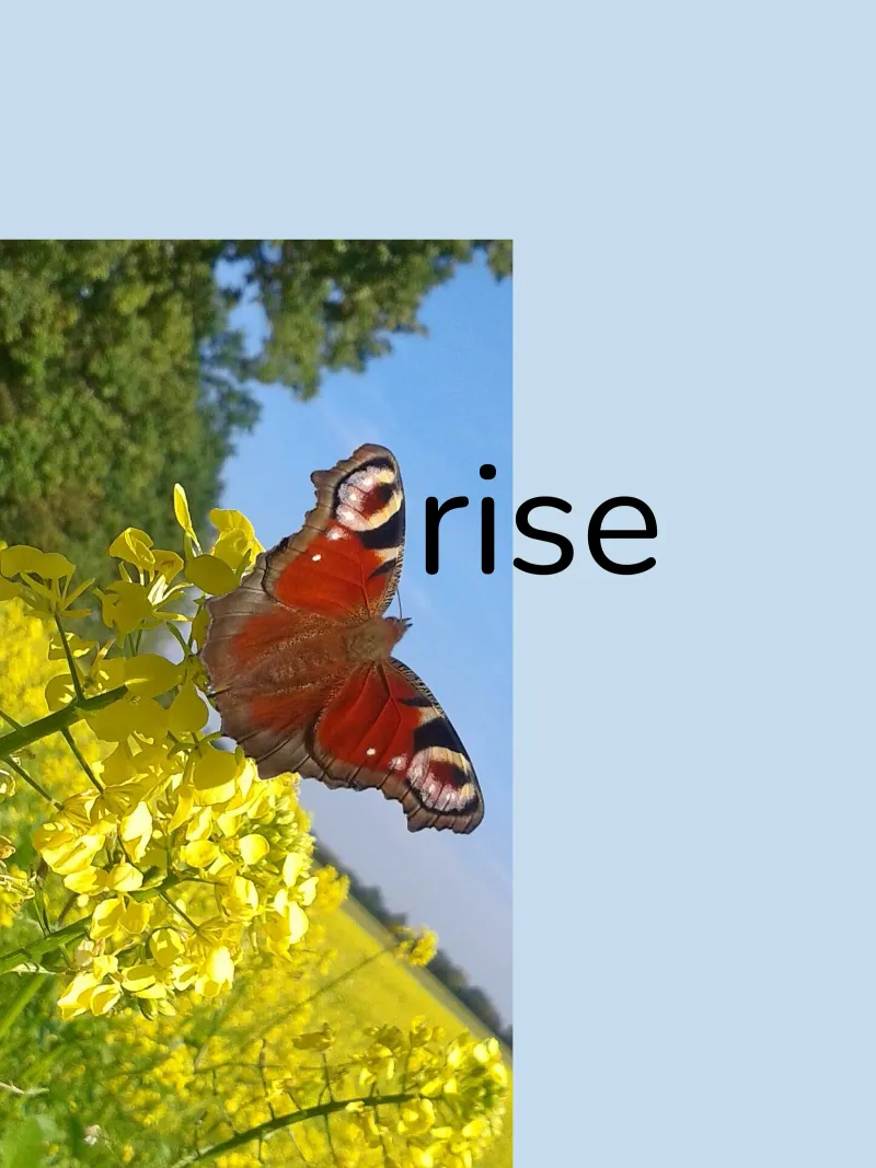 Vlinder poster met houten frame van Kreativernetzt