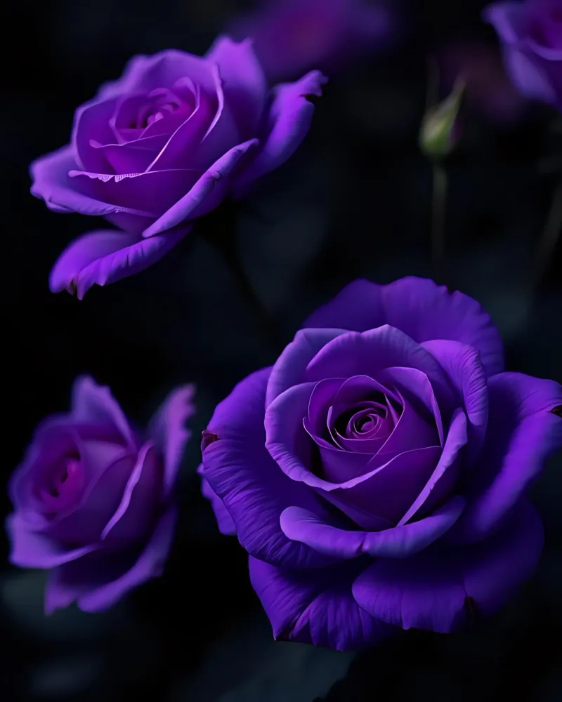 Rosa_viola_04 pellicola backlit da Farb- und Blütenzauber by LK