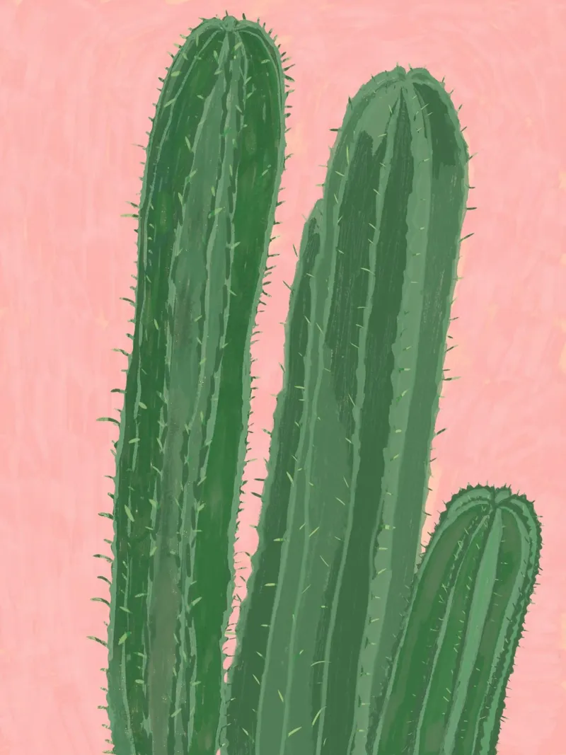 Cactus carta hahnemühle da Pictufy Sun & Spirit