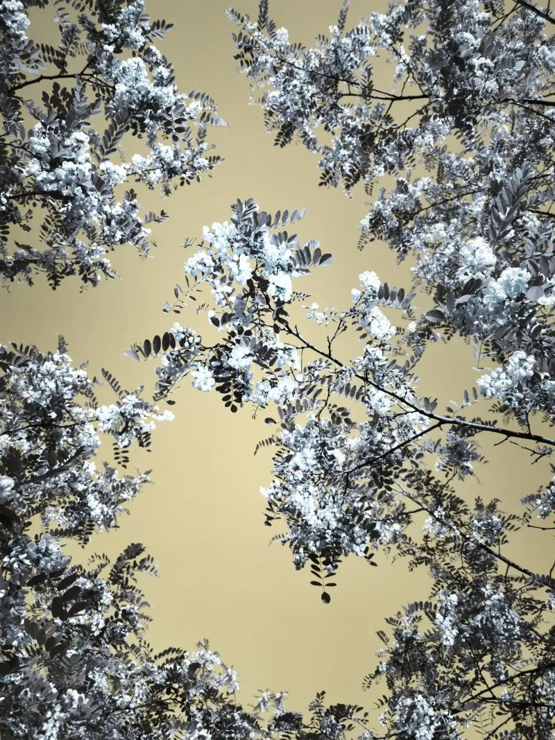 Blossoming (1) pellicola backlit da Angelo Cerantola