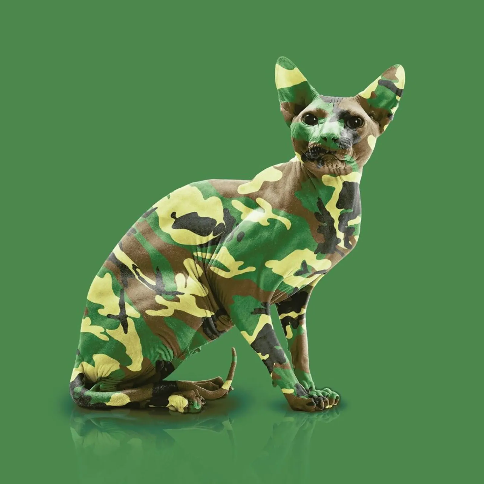 Camoucat pellicola backlit da suckertom