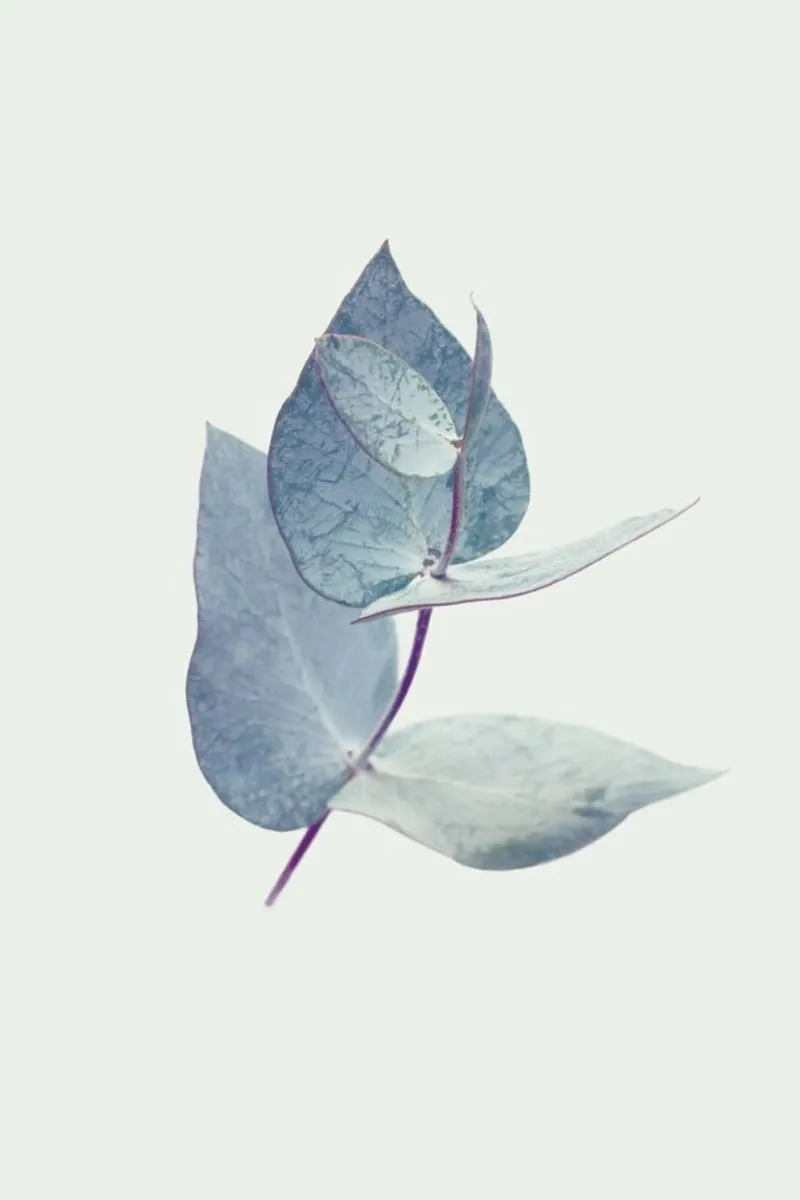 Eucalyptus I pellicola backlit da Elena Veronese