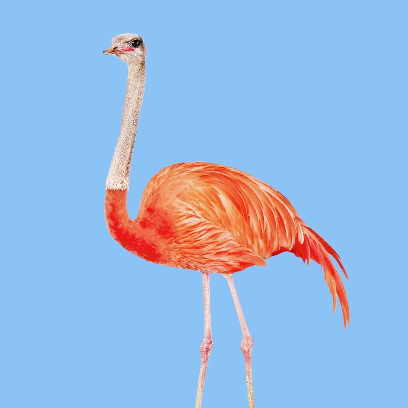 Flamingostrauss pellicola backlit da suckertom