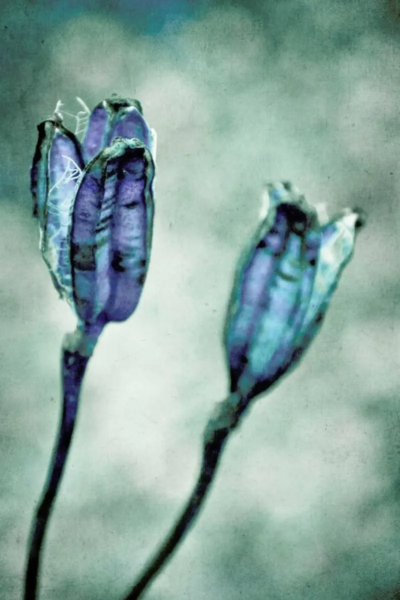 Crowns poster da IRIS LEHNHARDT FINE ART