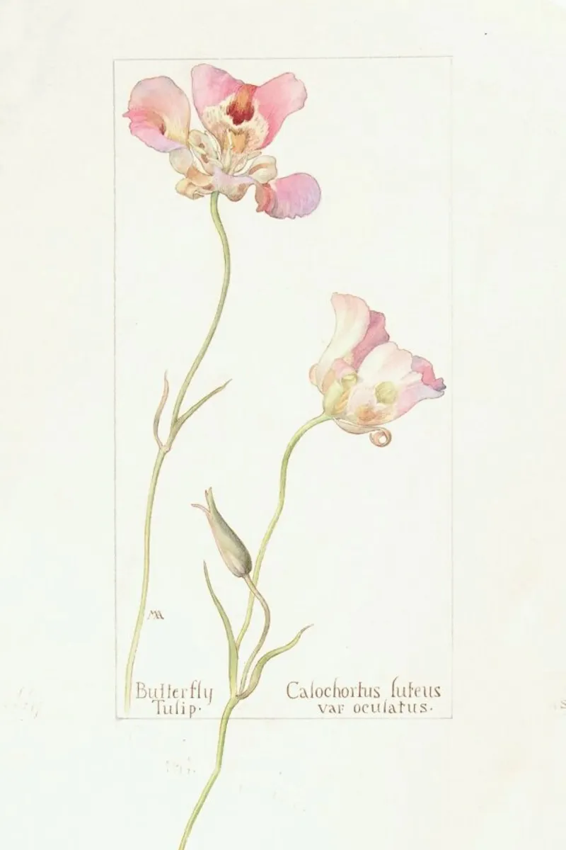 Butterfly Tulip Calochorus Luteus var Oculatus pellicola backlit da Artokoloro Quint Lox Ltd
