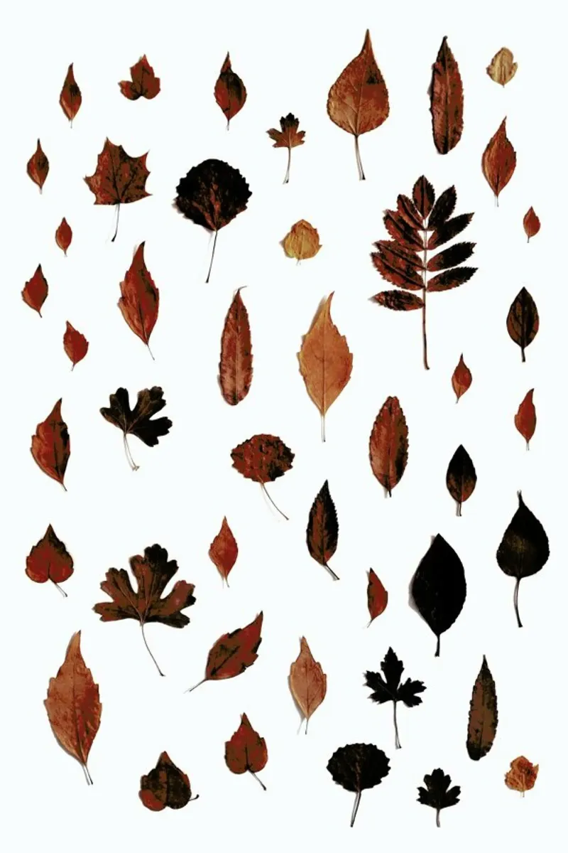 Signs Of Autumn pellicola backlit da Studio Nahili