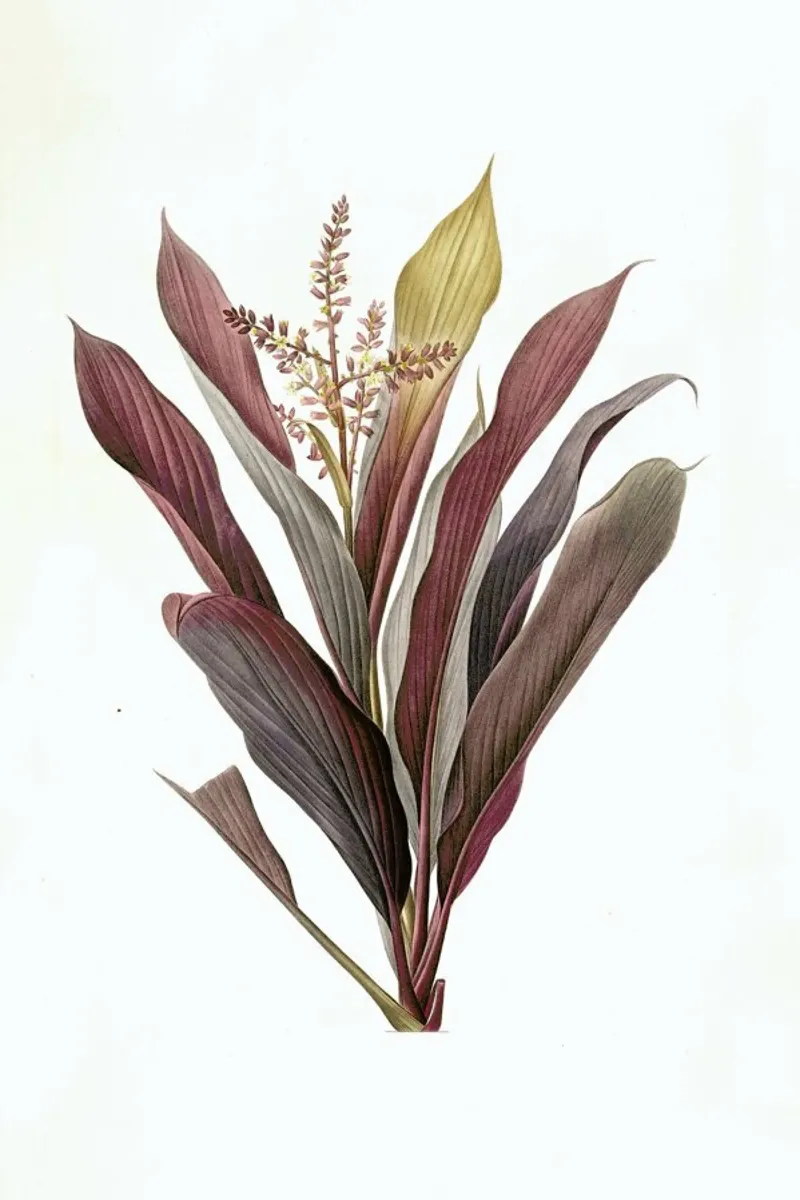 Dracoena terminalis, Dragon Lily, Good Luck Tree -Pierre Joseph carta hahnemühle da Artokoloro Quint Lox Ltd