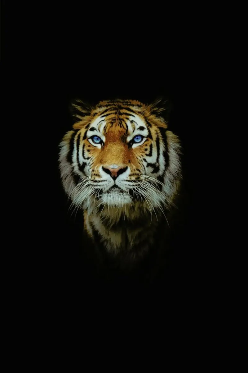 Tiger in the Night Hahnemühle von Natural Kingdom