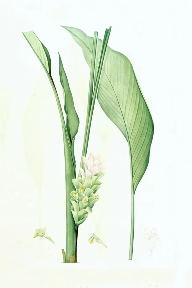 Curcuma longa, -Pierre Joseph, pellicola backlit da Artokoloro Quint Lox Ltd