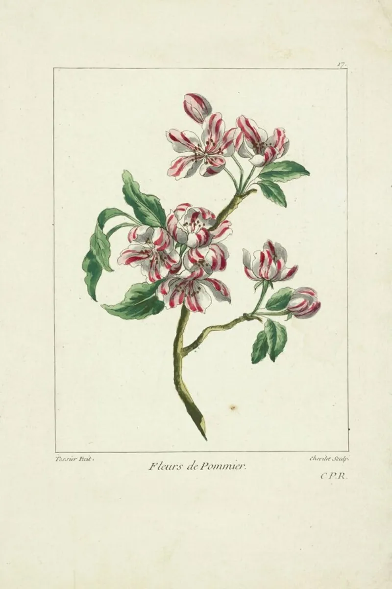 Juste Chevillet, Fleurs de pommier Caillou Marguerite, 1755 - Juste Chevillet poster con marco de madera de Artokoloro Quint Lox Ltd