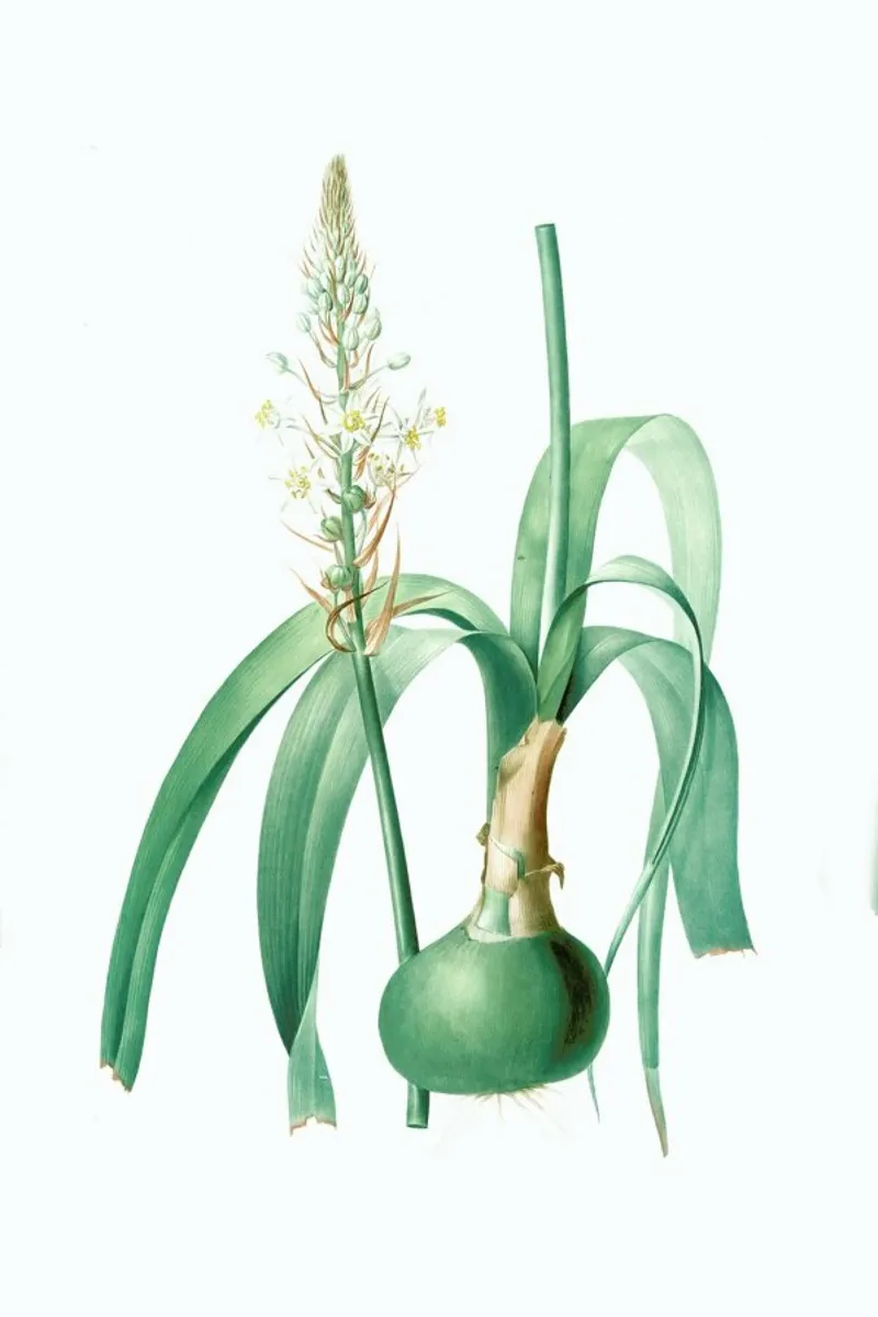 Ornithogalum longibracteatum,  Sea onion - Pierre Joseph pellicola backlit da Artokoloro Quint Lox Ltd