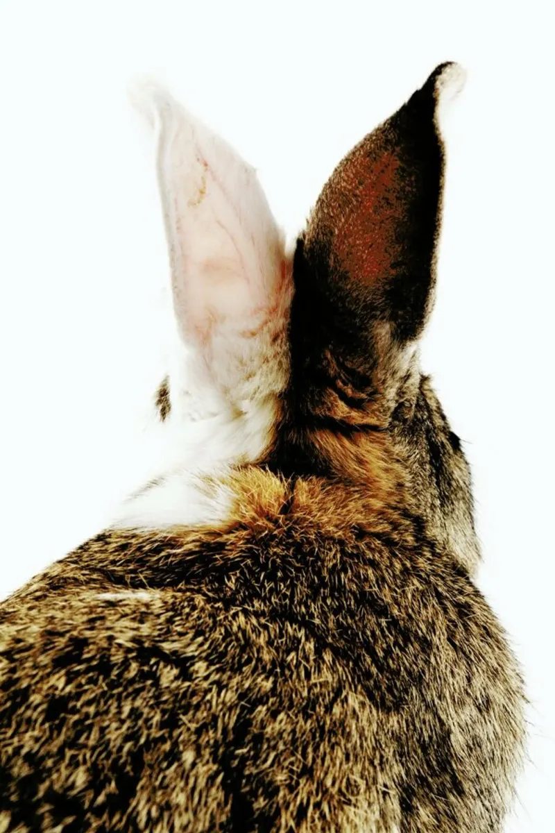 Bunny Ears tela con Cornice a cassetta da Natural Kingdom