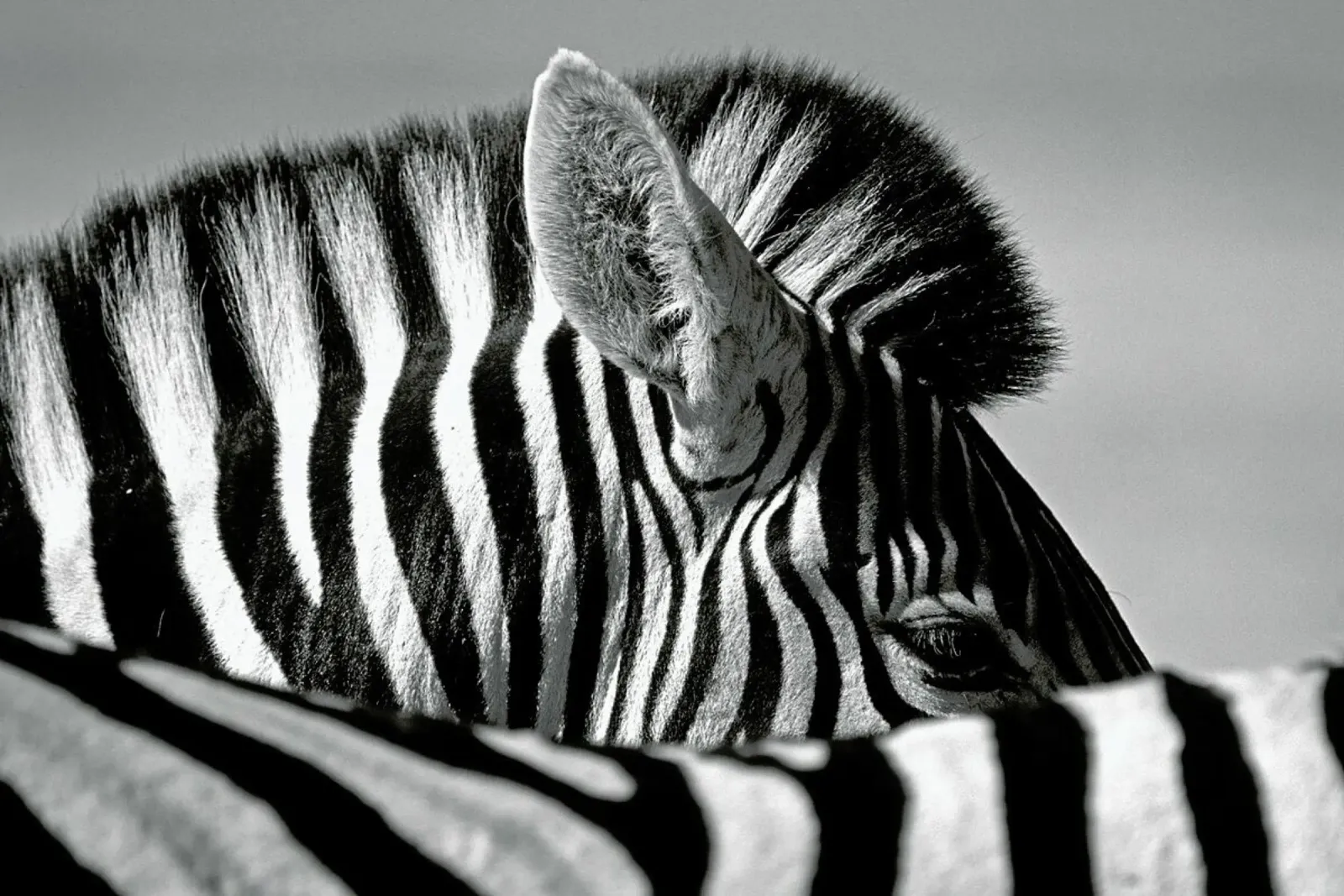 Curious Zebra - Marc Pelissier carta hahnemühle da Pictufy