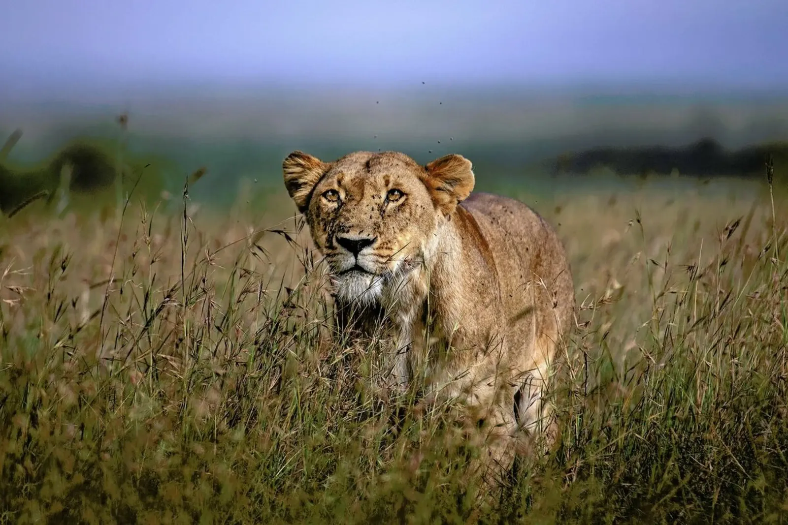 On the Prowl - Xavier Ortega poster con telaio in plastica da Pictufy
