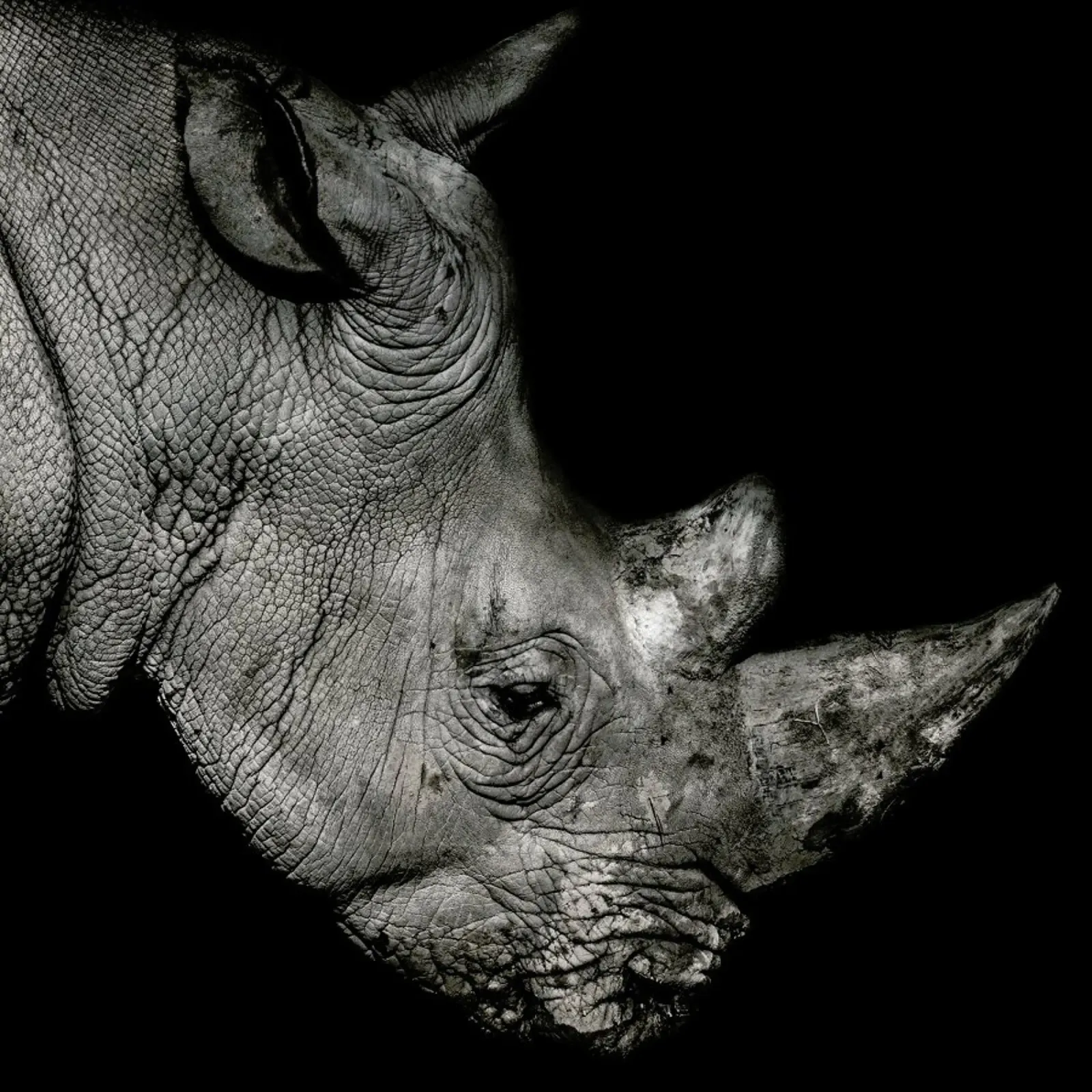 Rhino Profile by Lothare Dambreville canvas by EyeEm Mobile GmbH