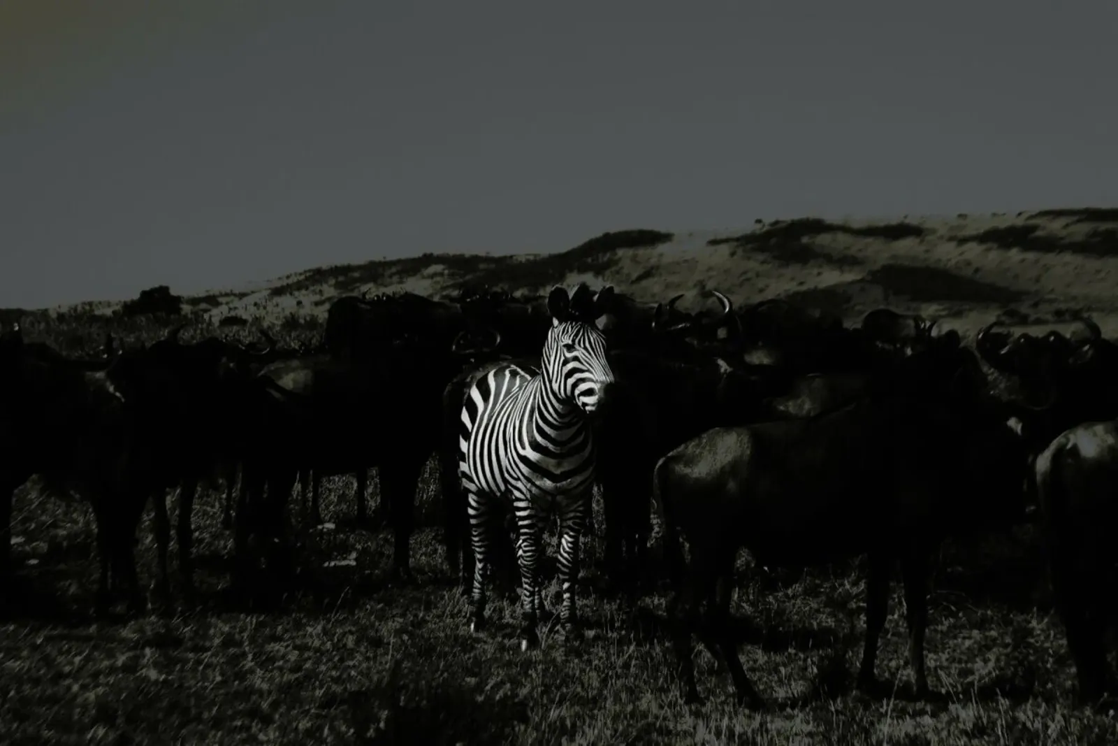 Stand out from the Crowd by Amishpatel pellicola backlit da EyeEm Mobile GmbH