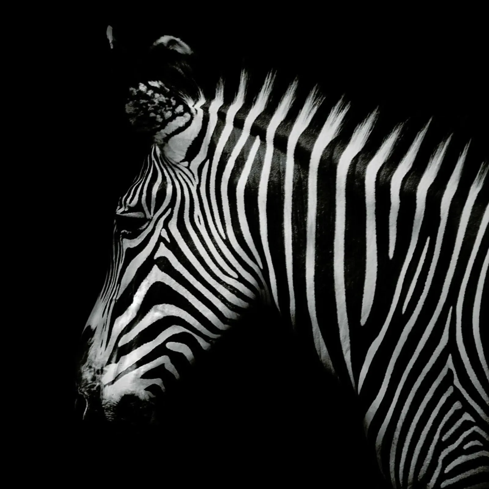 Zebra Profile by Lothare Dambreville pellicola backlit da EyeEm Mobile GmbH